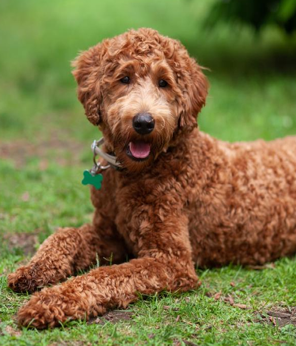Labradoodle