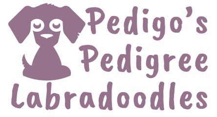 Pedigo's Pedigree Labradoodles